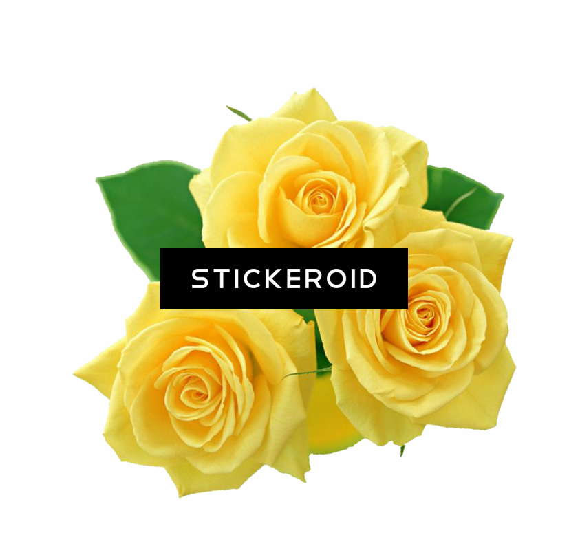 Pink Roses Flowers Bouquet - Rose Gialle (827x810), Png Download