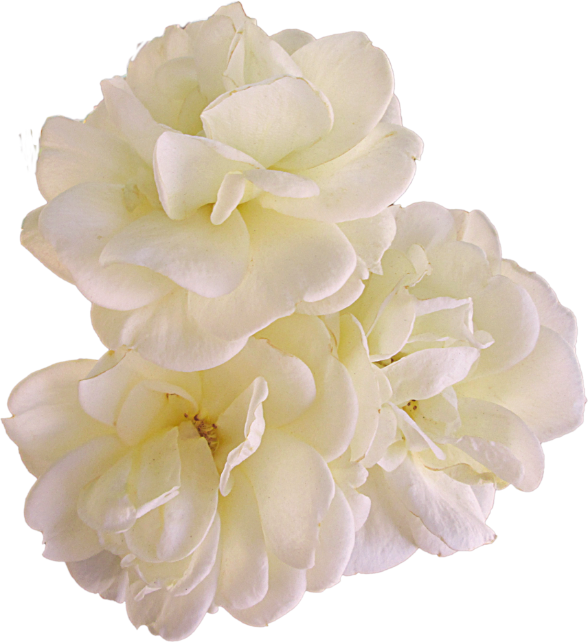 Gardenia Flowers Png Pic - Portable Network Graphics (856x934), Png Download