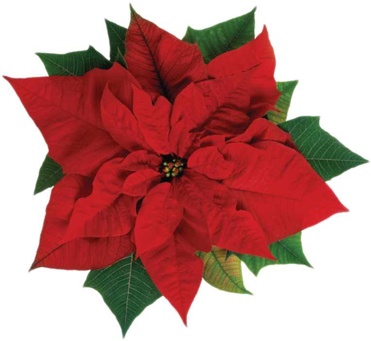 Poinsettia (798x798), Png Download