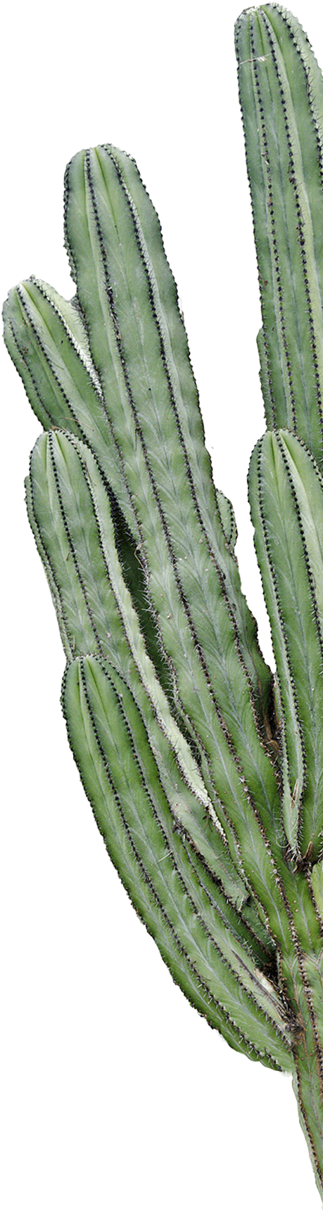 Cactus (482x1737), Png Download