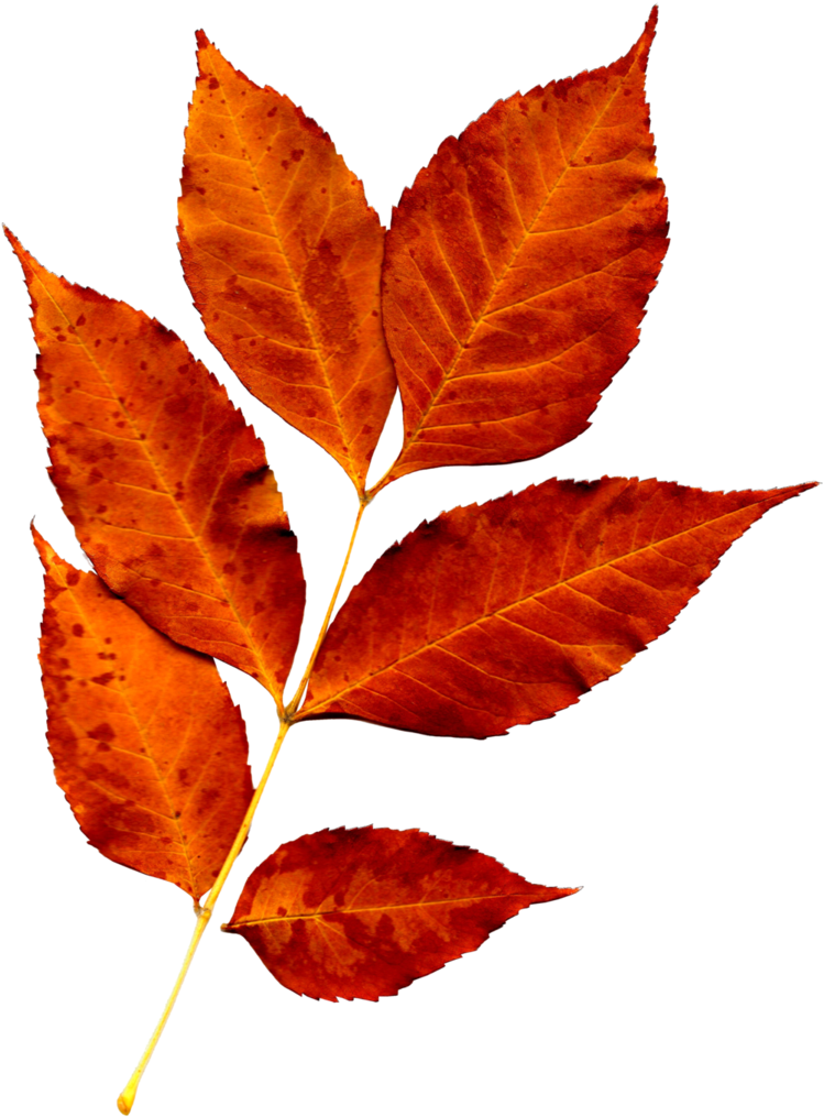 Fall Leaves Png, Fall Leaves Pictures, Leaf Flowers, - Biomass Derived Hard Carbon (766x1043), Png Download