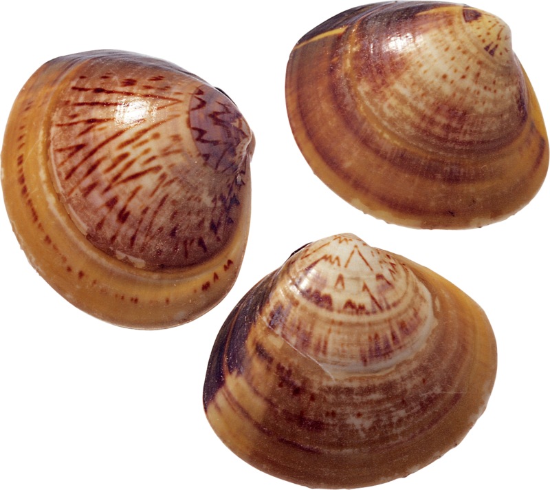 Seashell Png, Download Png Image With Transparent Background, - Ракушки (800x712), Png Download