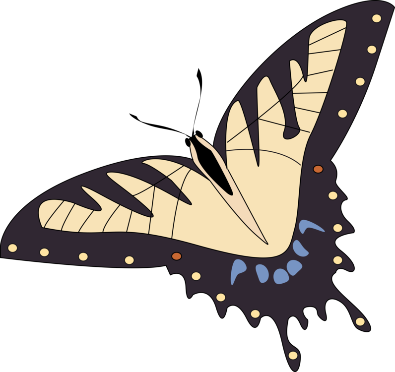Butterfly Papillon Dog Insect Blue Morpho Luna Moth - Papillon Butterfly (796x750), Png Download