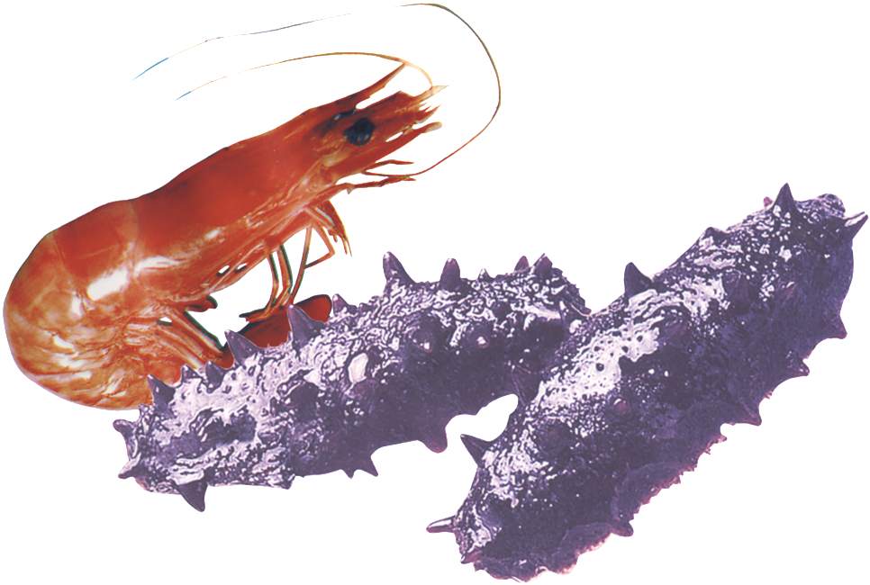 Aesthetically Beautiful Shrimp Ginseng Static Png - Cetriolo Di Mare Png (1024x1024), Png Download