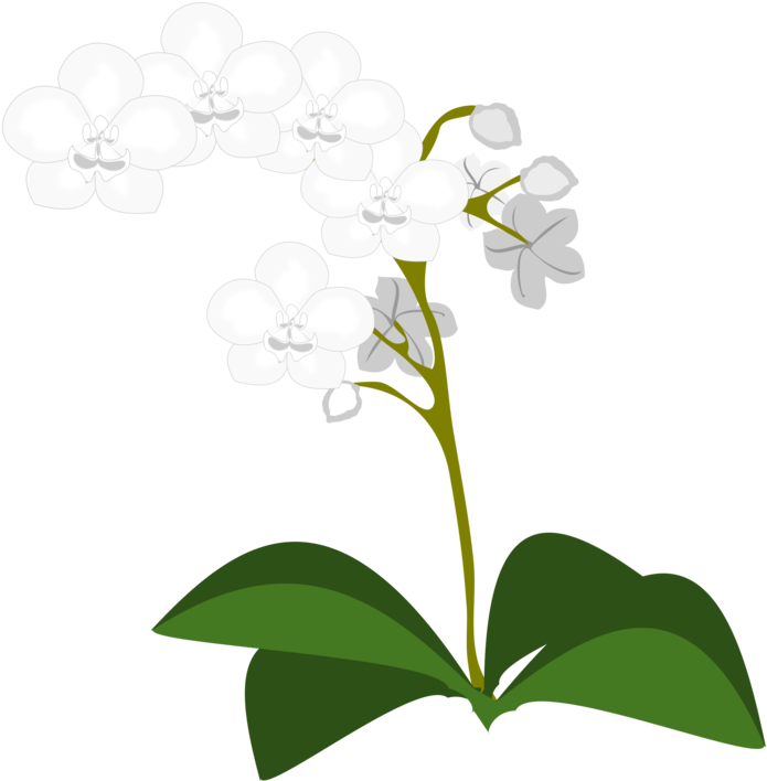 Moth Orchids Flowering Plant Plants - Orchid Plant Border (750x750), Png Download