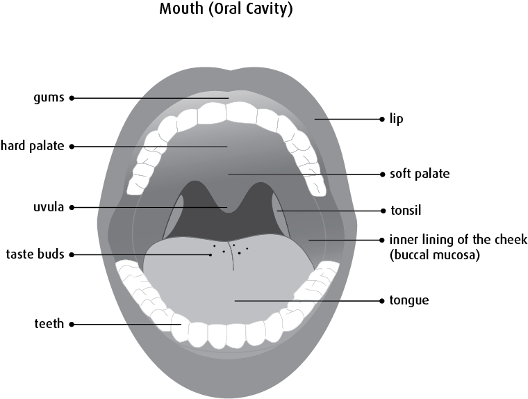Diagram Of The Mouth - Lining Of The Mouth (760x574), Png Download