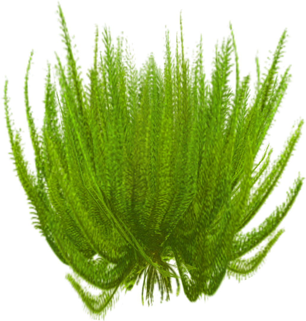 Feather Star 1 - Wiki (1250x1250), Png Download