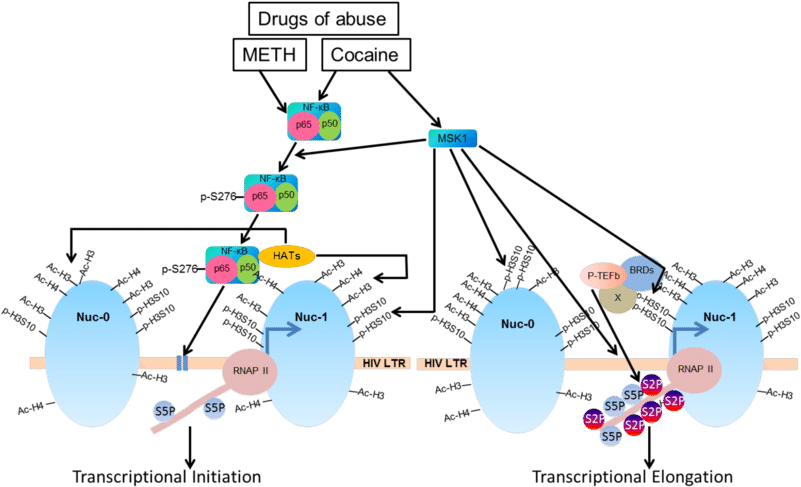 Schematic Diagram Showing That Drugs Of Abuse, Specifically - Cocaine (850x490), Png Download