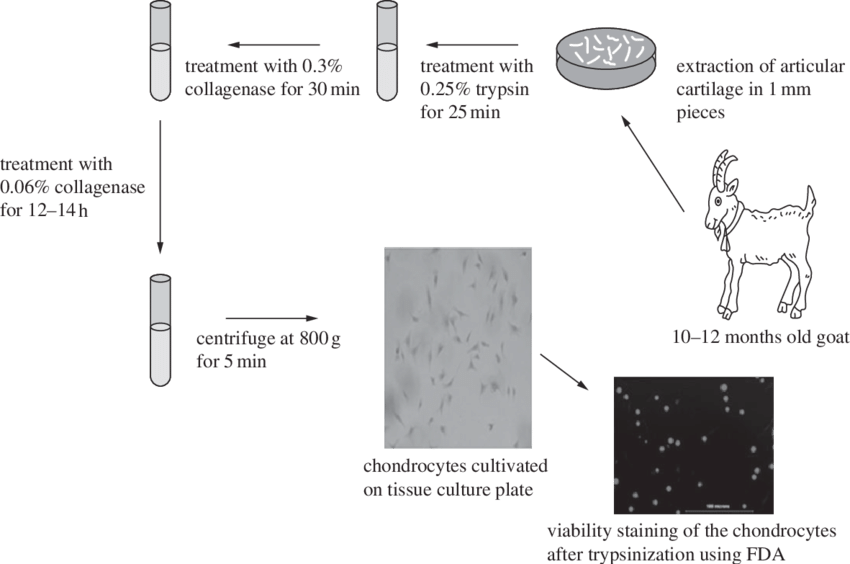 Schematic Diagram Showing The Procedure For Isolation - Schematic Diagram For Special Stain (850x564), Png Download