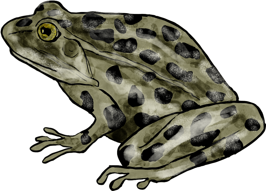 Graphic Royalty Free Library Bullfrog Drawing Northern - Plains Leopard Frog (1000x1000), Png Download