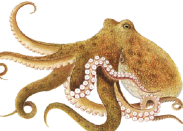 Octopus Png Transparent Images (640x480), Png Download