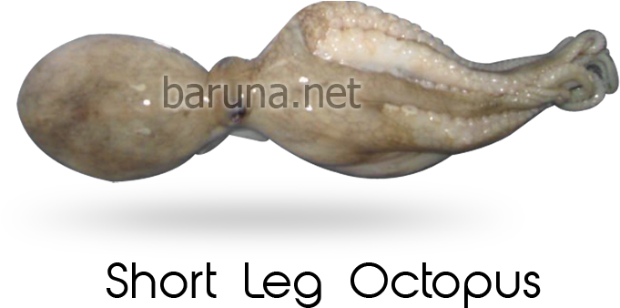 Octopus (886x472), Png Download