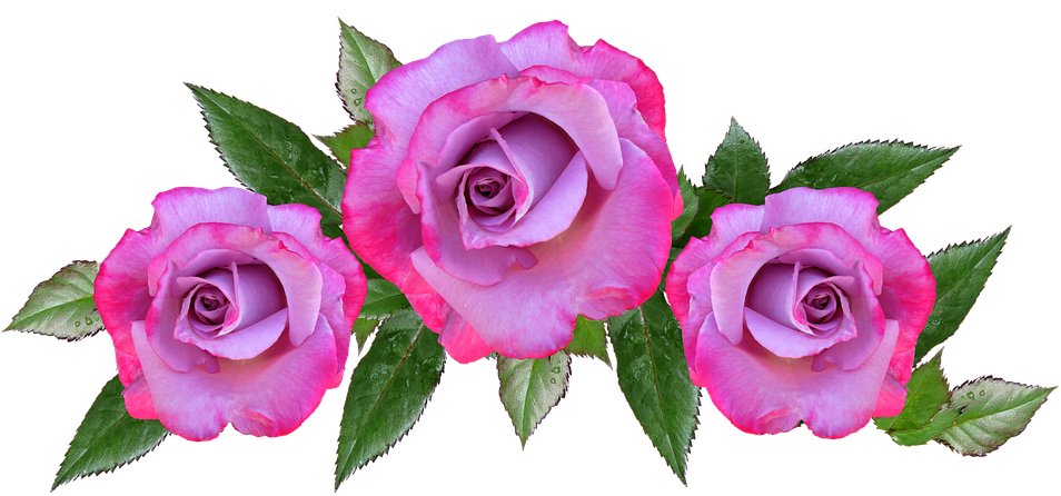 Rose, Flower, Floral, Petal, Anniversary - Blue Anniversary Flowers Png (960x457), Png Download