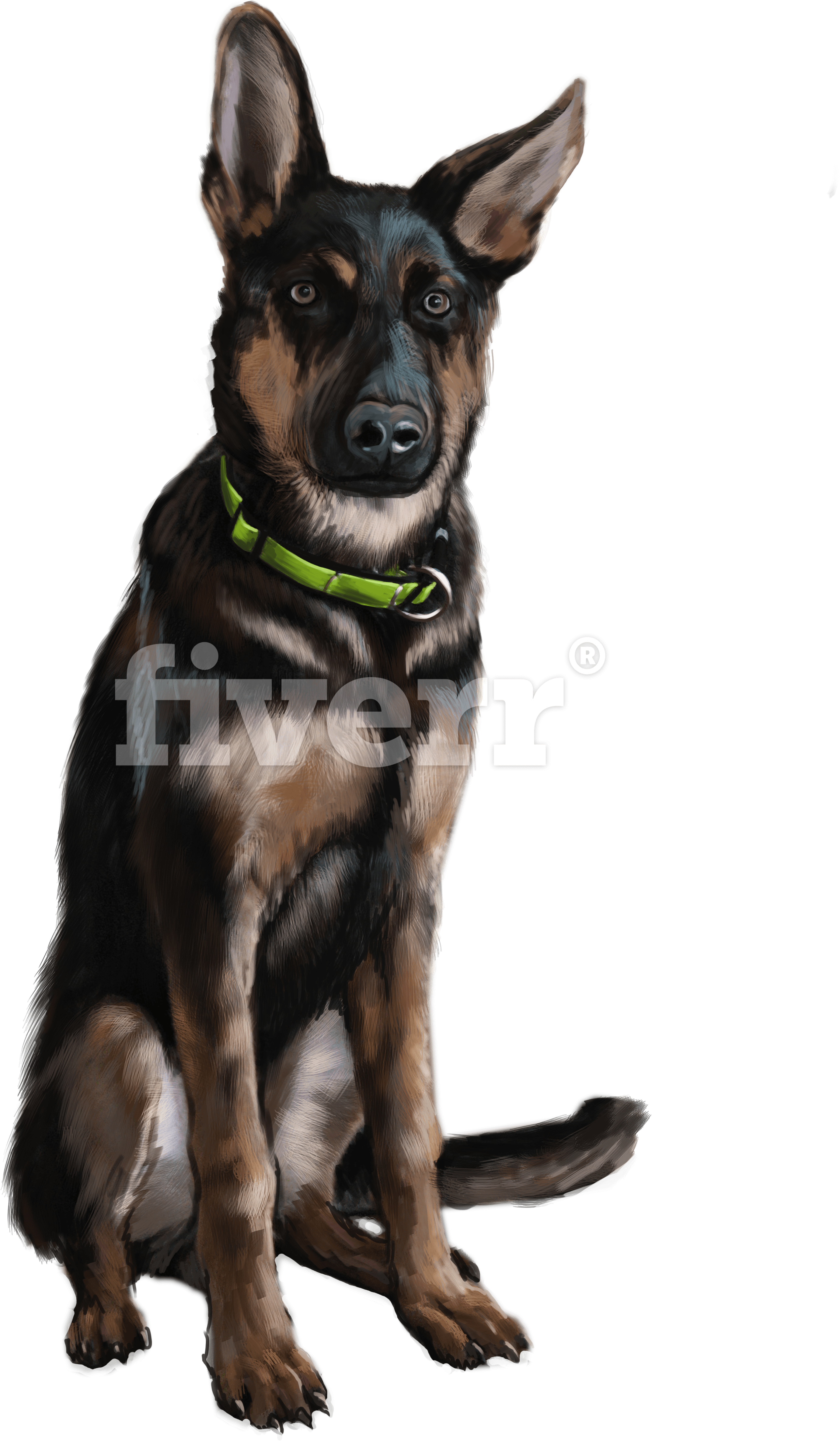 Old German Shepherd Dog (3508x4961), Png Download