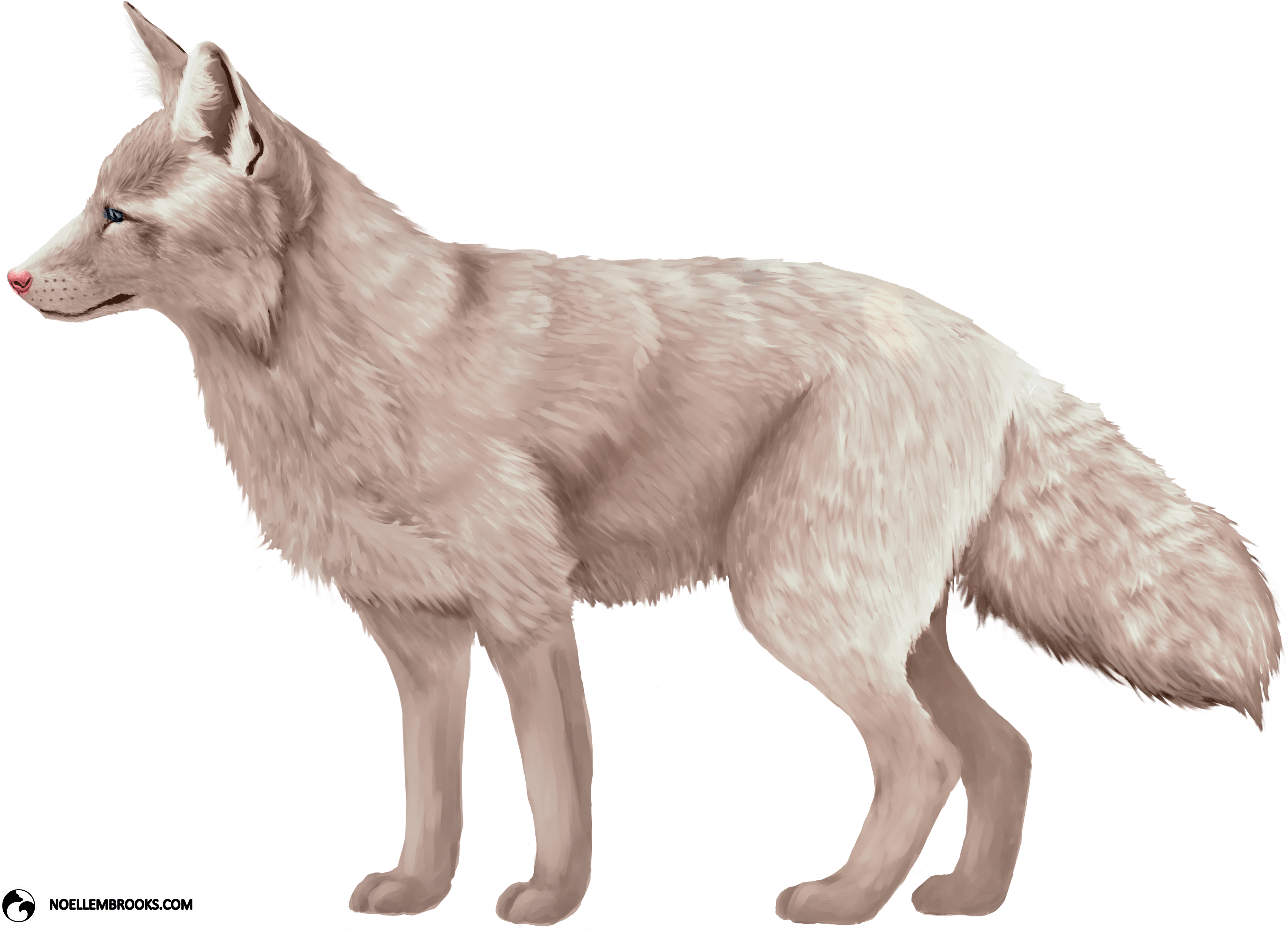 Miko The Champagne-colored Ranched Red Fox - Champagne Fox (3567x2588), Png Download