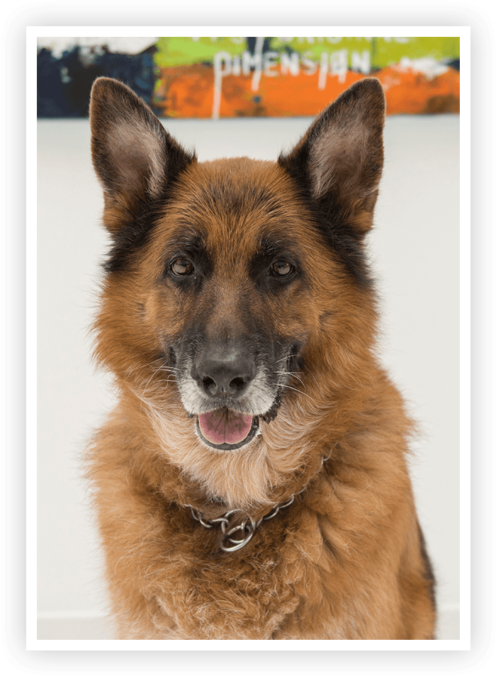 Kingston German Shepherd In Office - German Shepherd (707x961), Png Download