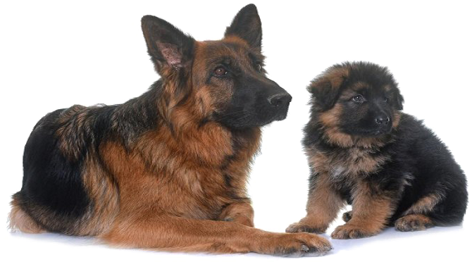 German Shepherd Png Transparent Image - Baby German Shepherd Png (700x418), Png Download