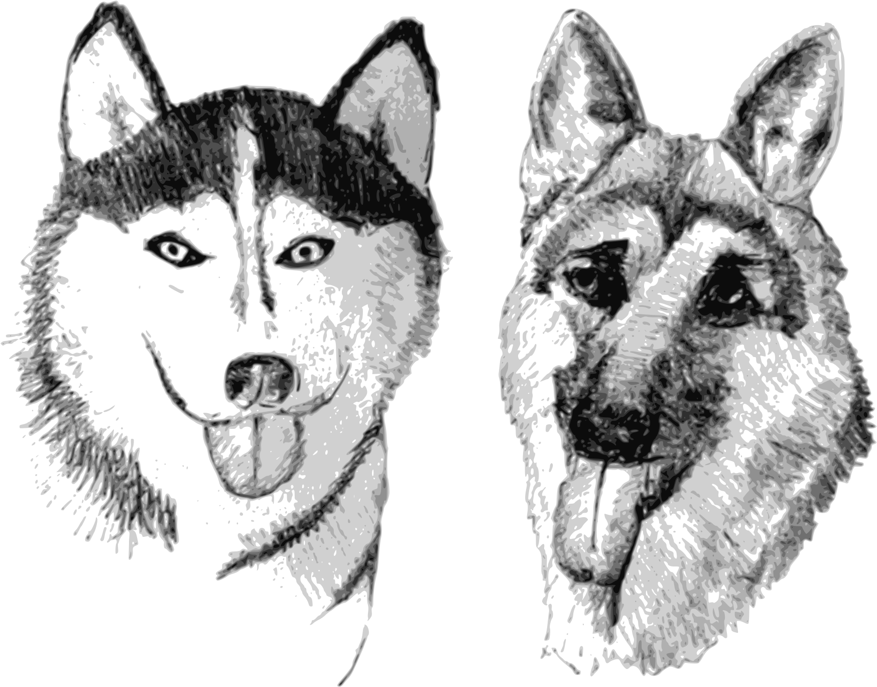 Open - German Shepherd And Husky Drawing (2000x1500), Png Download