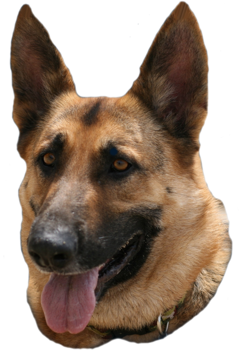 german shepherd png images