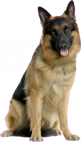 Share This Image - German Shepherd Dog Images Free Download (341x600), Png Download