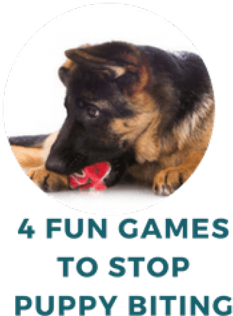 German Shepherd Dog (640x480), Png Download
