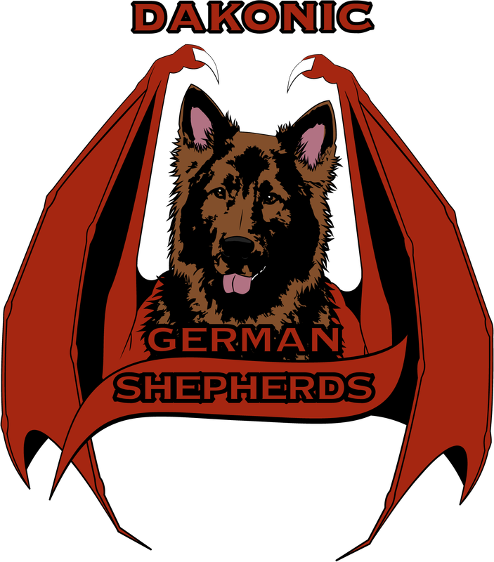We Are A Small Kennel Out Of Northern California That - German Shepherd (703x800), Png Download