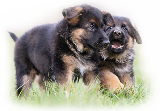 Best German Shepherd Puppy (518x359), Png Download