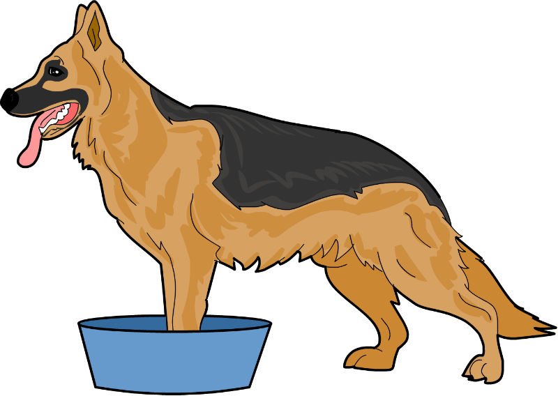 Fill Your Tub, Container Or Sink With Warm Water - Dog Catches Something (800x568), Png Download
