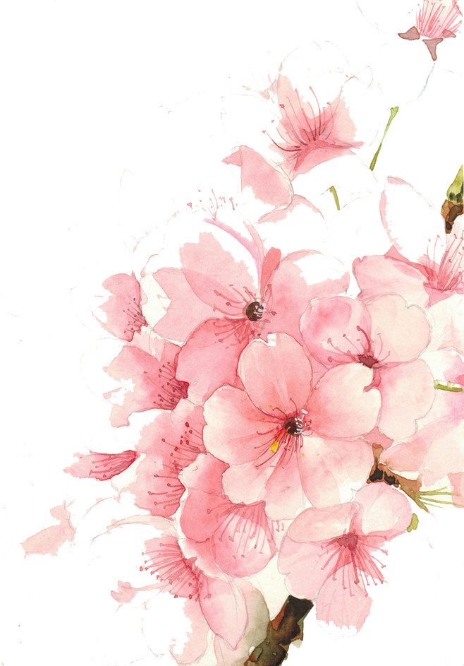 Flowers Watercolor Painting Transprent - Cherry Blossom Watercolor Phone (658x943), Png Download