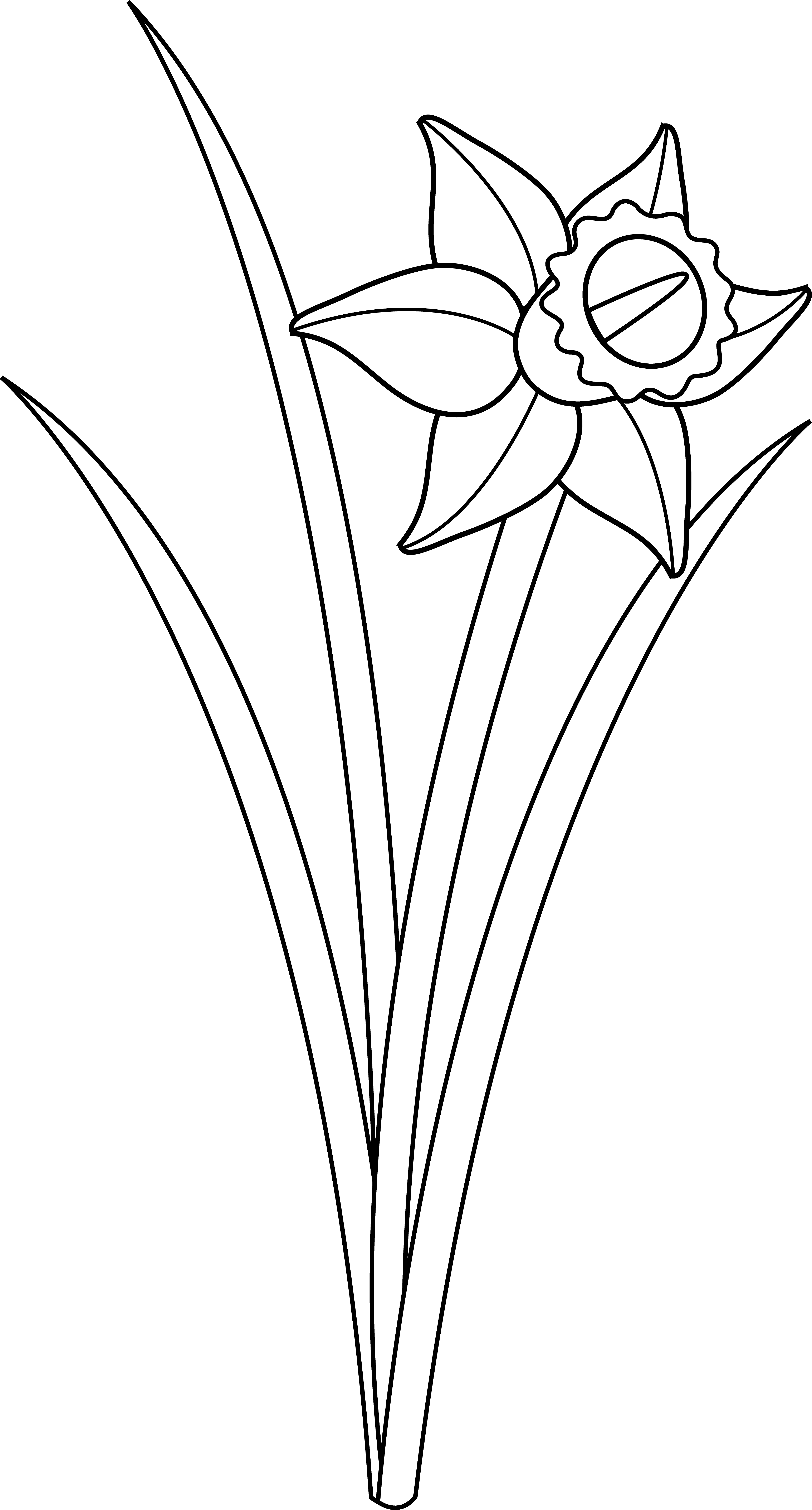 Lotus Flower Outline - Black And White Daffodil (3894x7238), Png Download