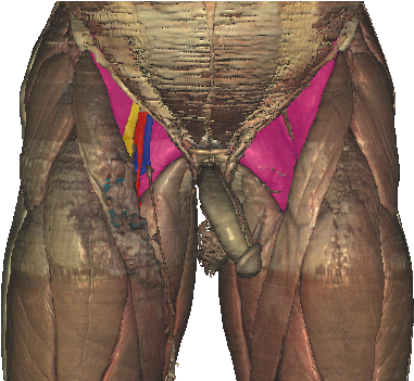 Femoral Triangle Floor - Femoral Triangle (400x350), Png Download