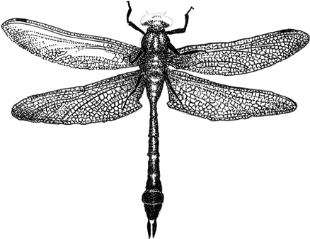 Dragonfly Drawings Designs - Dragonfly Drawing Png (468x403), Png Download