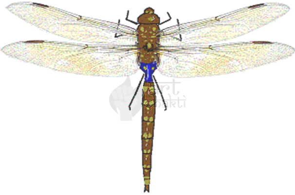 Dragonfly Graphics Art - Anax (606x402), Png Download