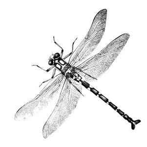 International Card Making Day - Net-winged Insects (1800x375), Png Download