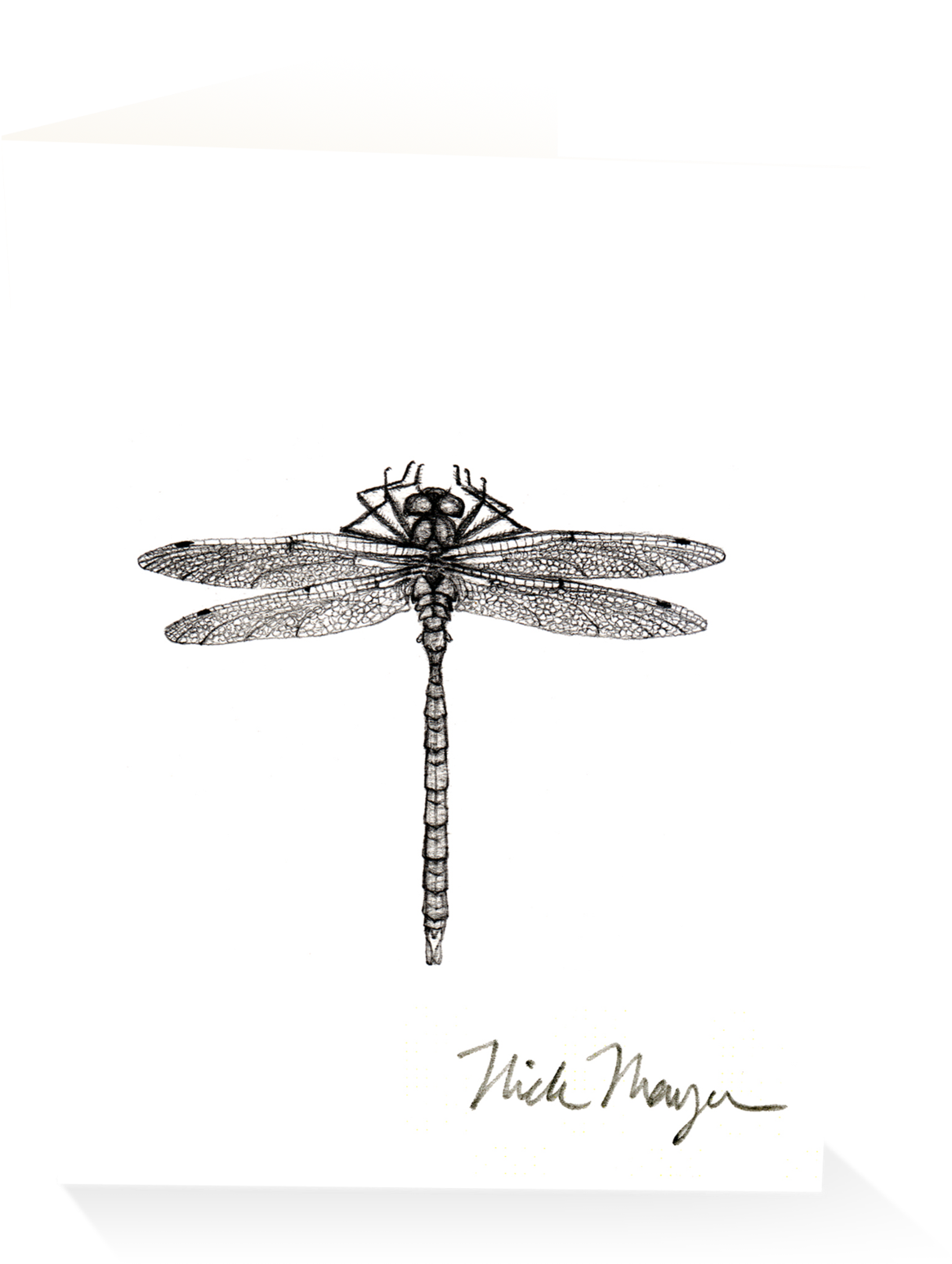 Dragonfly V=1524851225 - Dragonfly (2048x1650), Png Download