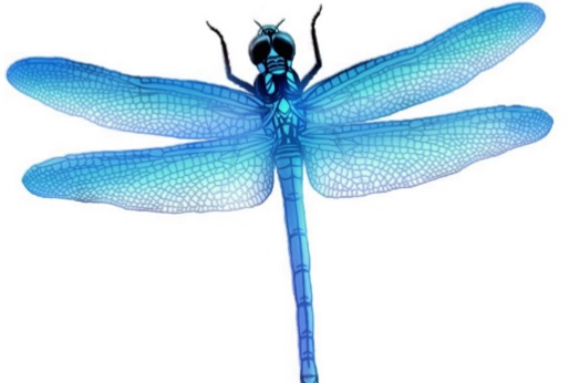 Dragonfly Png Picture - Dragonfly Png (514x346), Png Download