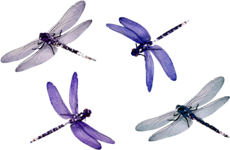 Dragonfly (734x480), Png Download