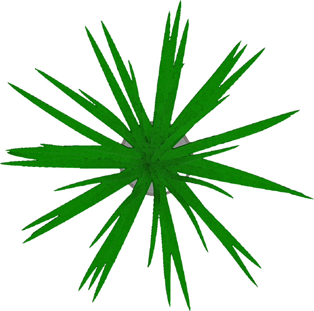 Top View Pot Plant Cutout - Cannabis (1035x1025), Png Download