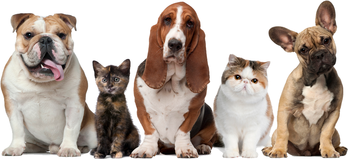 Dogs & Cats - Pets Cats And Dogs (509x236), Png Download