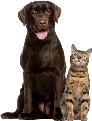 Dog Cat Group - Senior Dog And Cat (320x400), Png Download