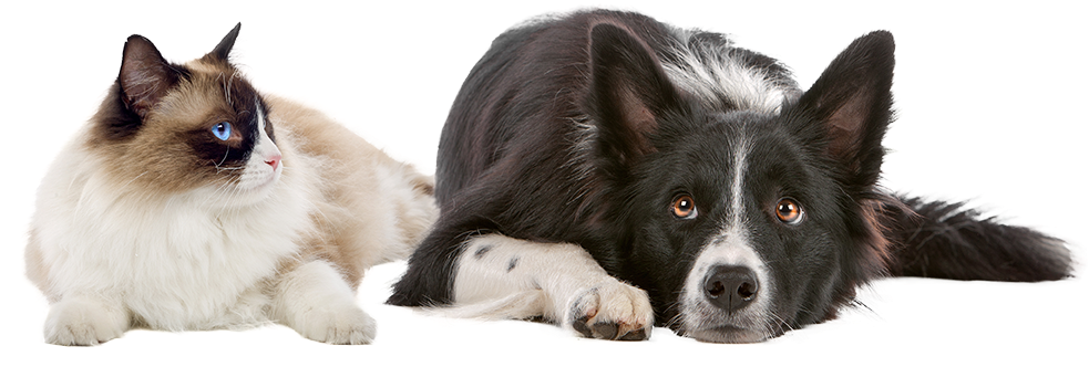 Benefits To Animals - Introduction To Animal Nutrition (982x346), Png Download