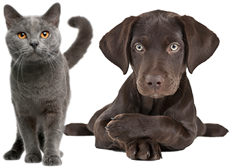 We Are Delighted To Announce That We Pledged Over £19000 - Gray Cat Breed Names (550x246), Png Download