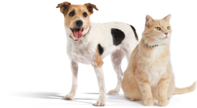 We're Here For You - Robenacoxib (870x442), Png Download