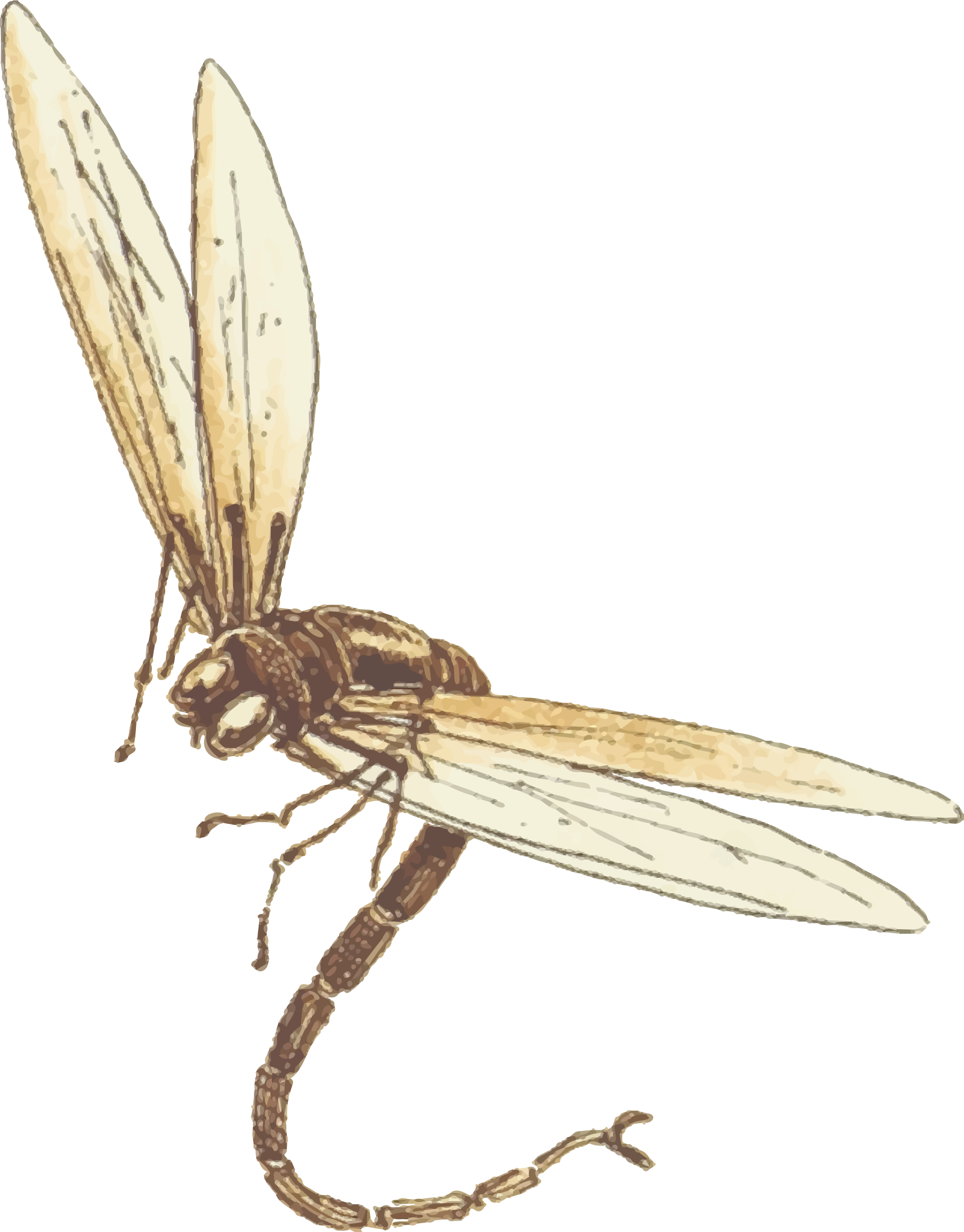 Dragonfly Download Png Image - Clip Art (1879x2400), Png Download