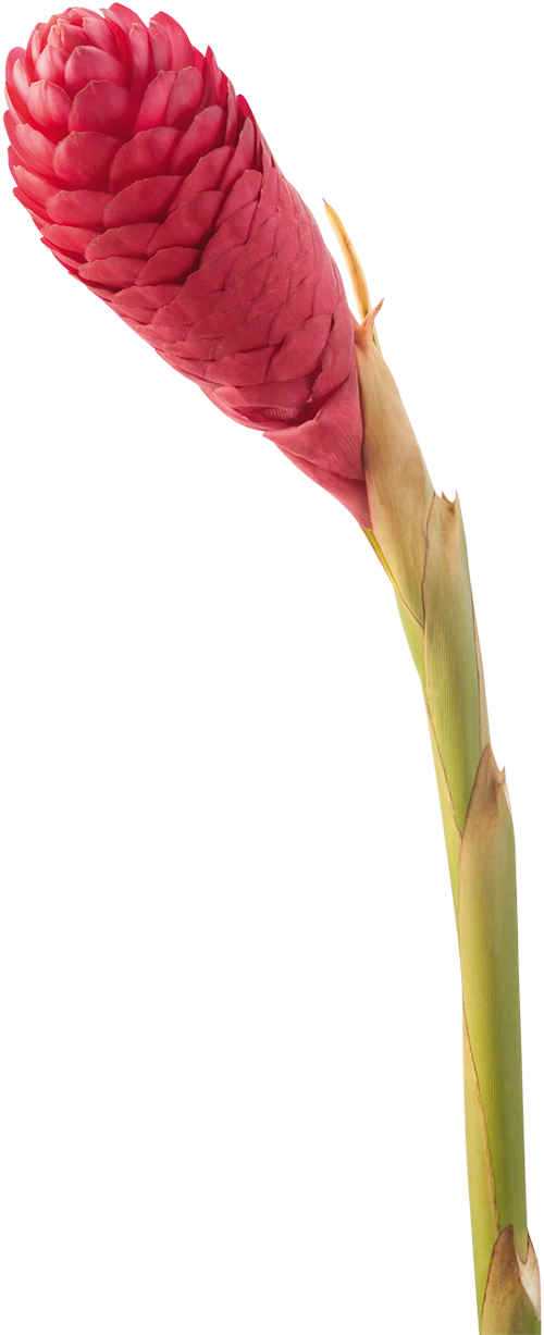 Download Jungle King Make Tropical Flower Arrangements Full Size