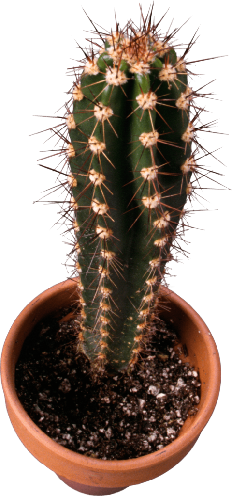 Free Png Classic Cactus Topview Png Images Transparent - Cactus (480x1023), Png Download