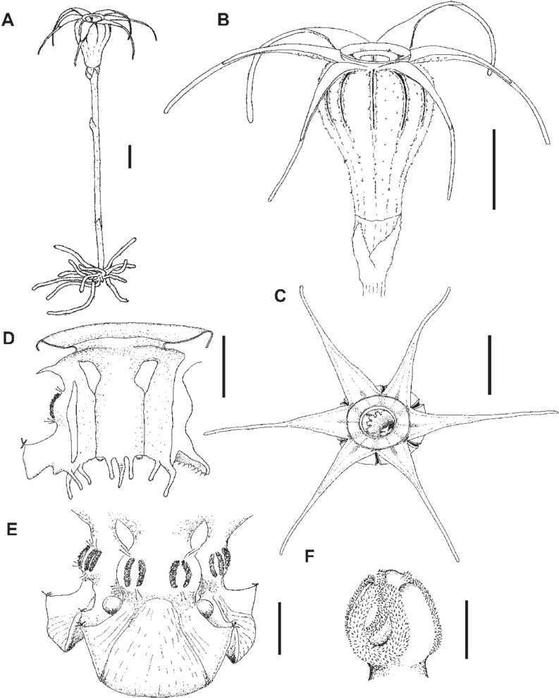 A, Habit Of Flowering Plant - Flower (850x1000), Png Download