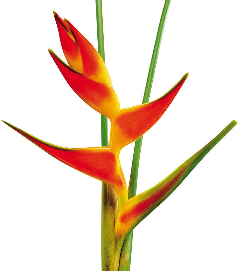 2 Sep - Heliconias Png (870x864), Png Download