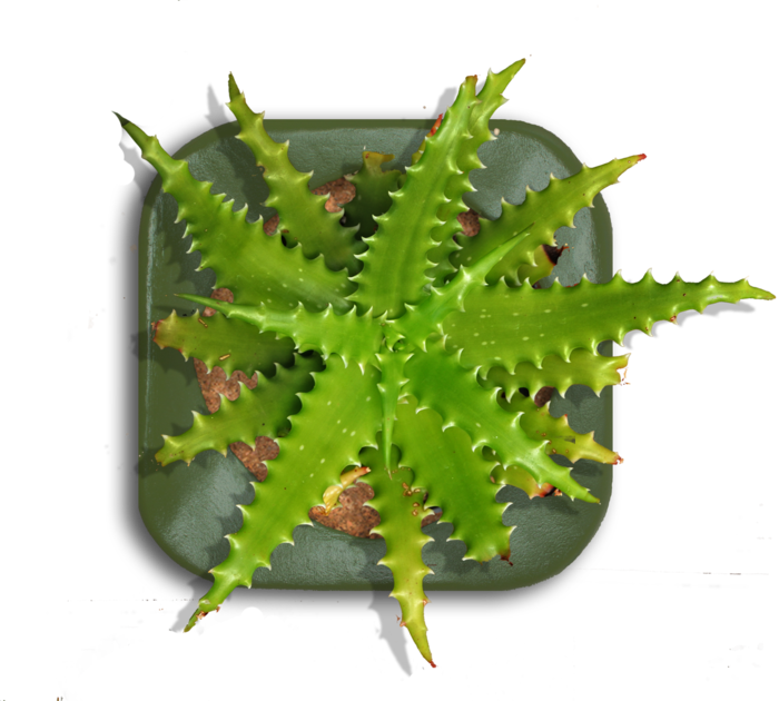Tall Indoor Plant Png Download - Planter Top View (700x630), Png Download