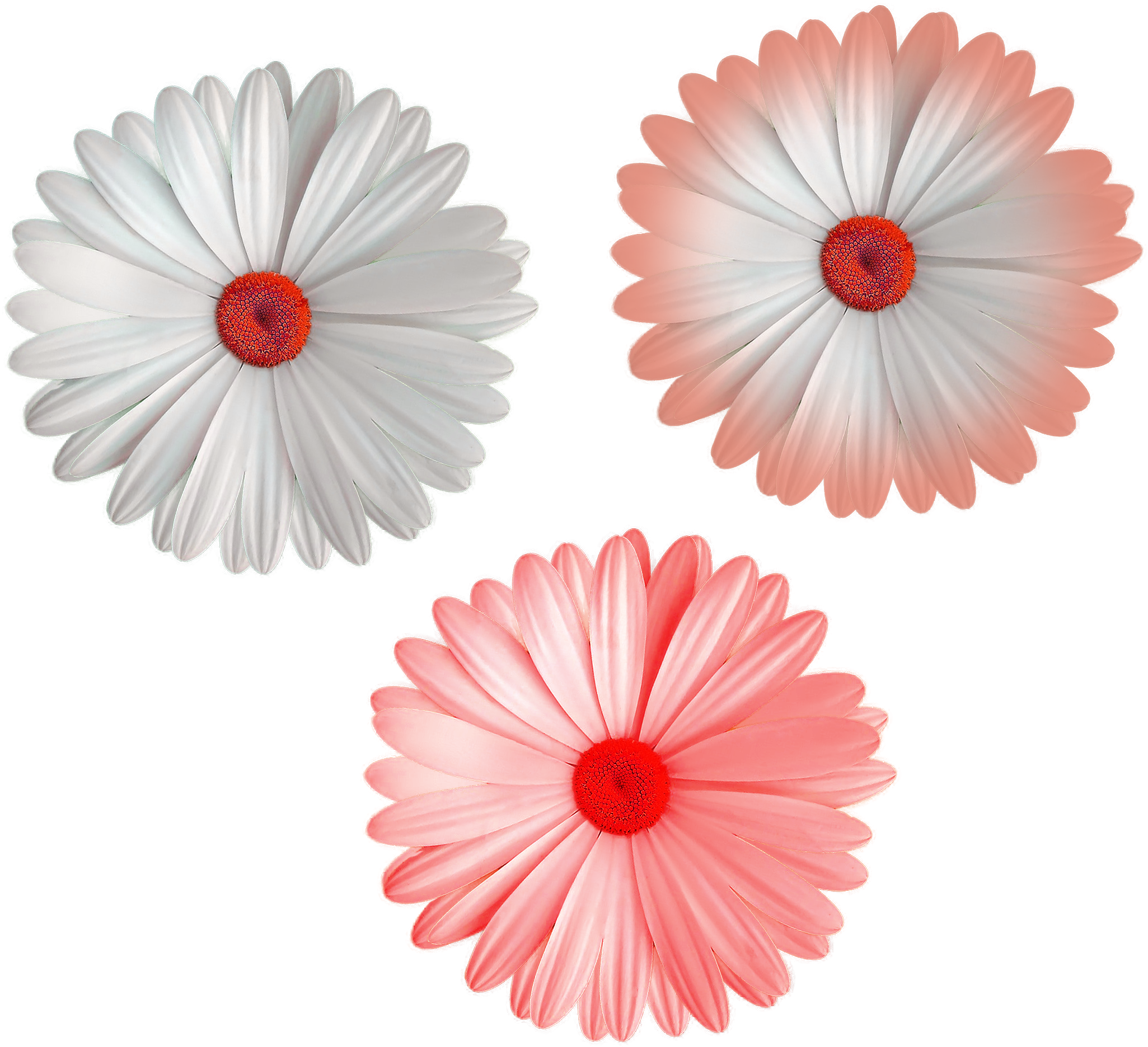 Cool Flower Png File White Color Mix Colors Flowers - Cream Cheese (1024x683), Png Download